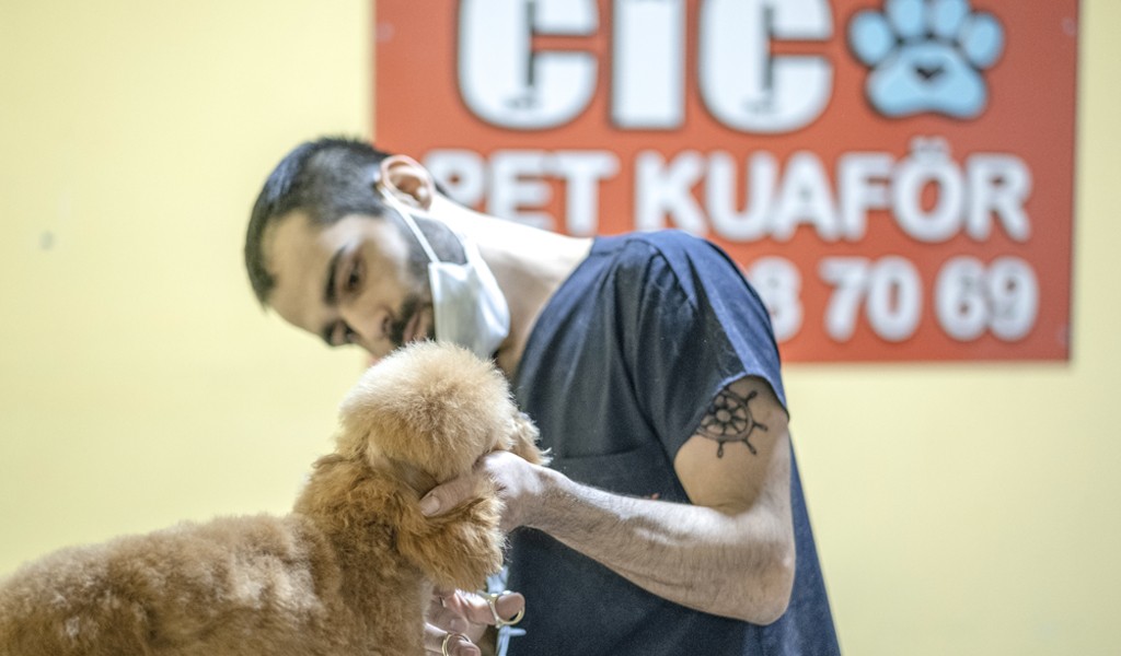 Anestezi yok, sevgi var! Çiço Kedi Köpek Kuaförü