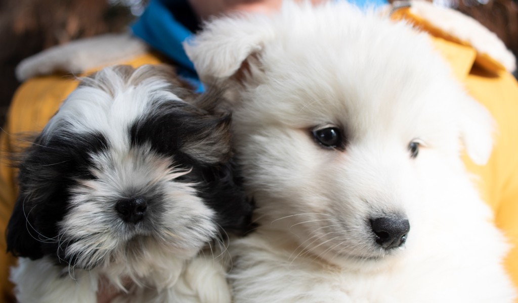 Dolu Dolu Bir Pet Shop; PETOLOJİ
